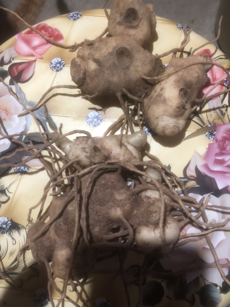 湖北恩施黄精苗甜姜型不倒苗芽头，基地直供，保证出芽，包技术