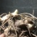 湖北恩施黄精苗甜姜型不倒苗芽头，基地直供，保证出芽，包技术