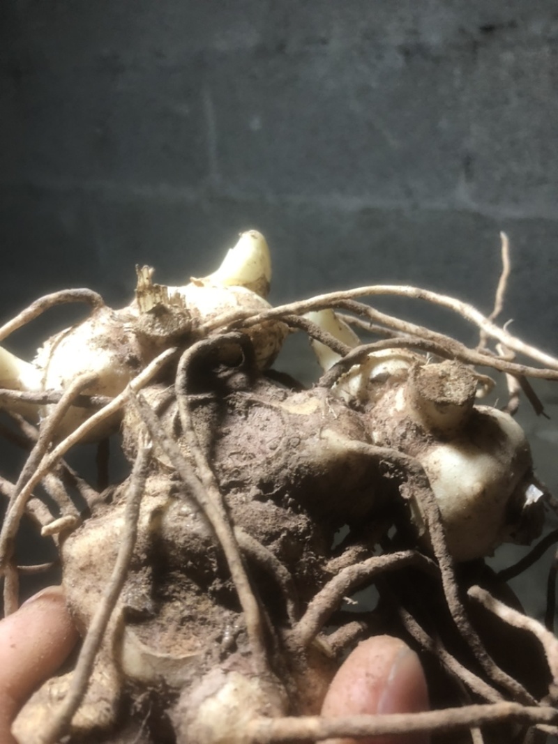 湖北恩施黄精苗甜姜型不倒苗芽头，基地直供，保证出芽，包技术