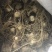 湖北恩施黄精苗甜姜型不倒苗芽头，基地直供，保证出芽，包技术