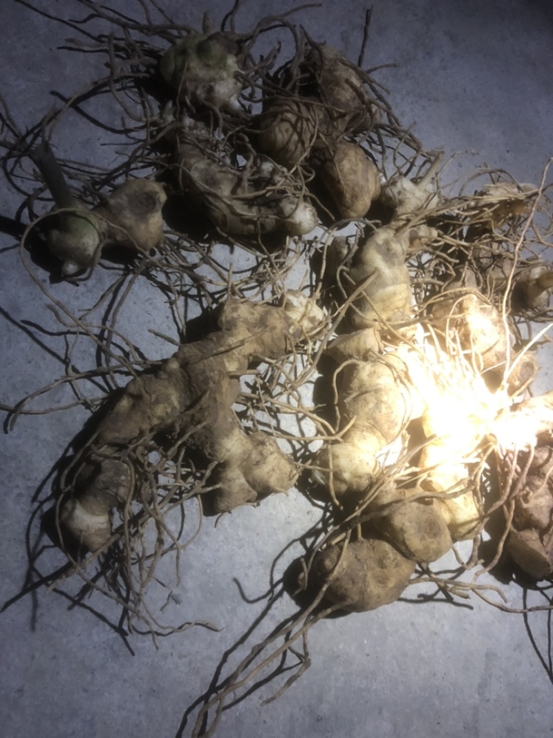 湖北恩施黄精苗甜姜型不倒苗芽头，基地直供，保证出芽，包技术