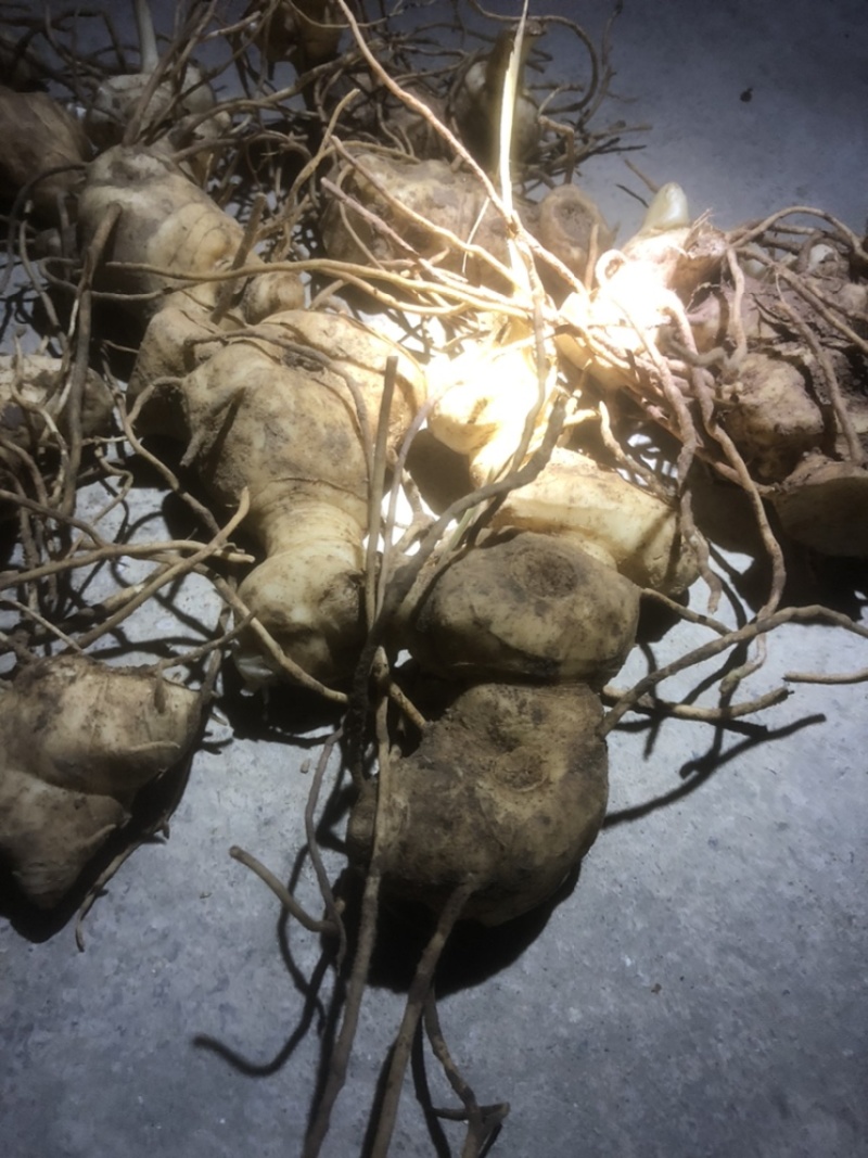 湖北恩施黄精苗甜姜型不倒苗芽头，基地直供，保证出芽，包技术