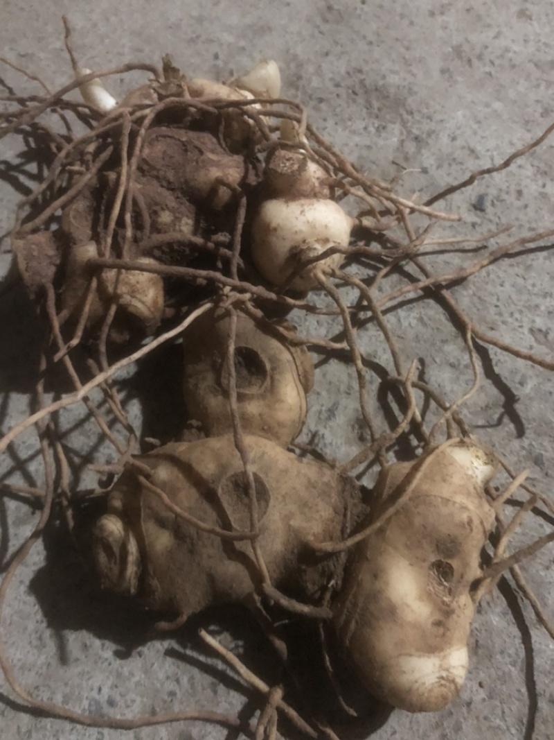 湖北恩施黄精苗甜姜型不倒苗芽头，基地直供，保证出芽，包技术