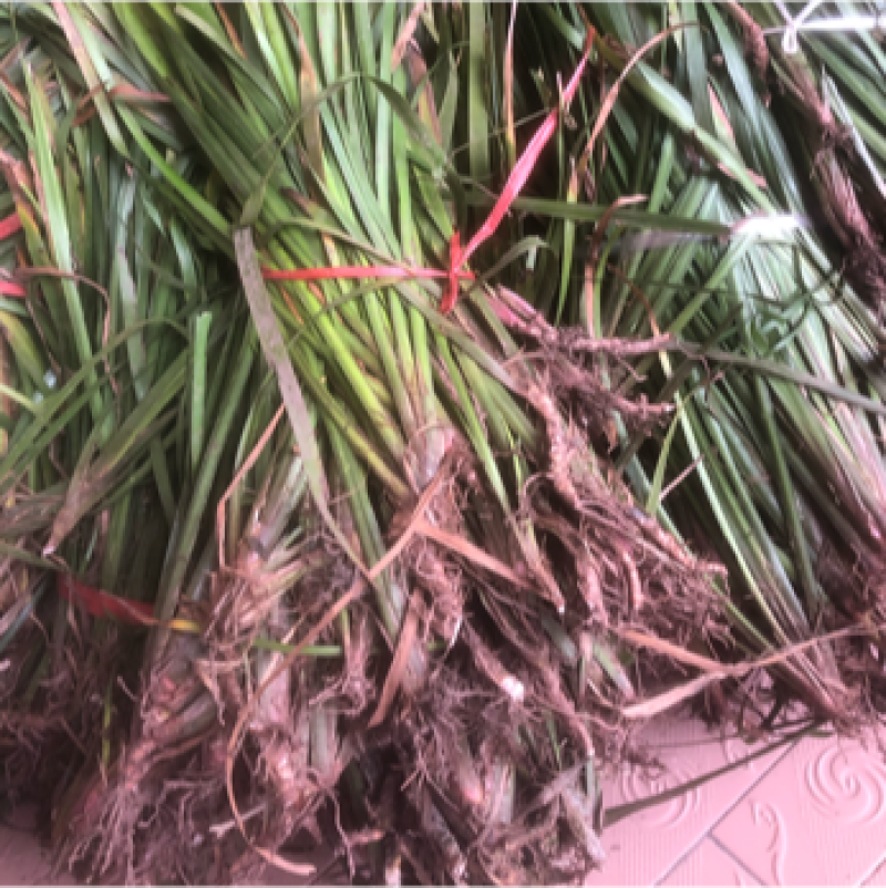 茴香型石菖蒲，种植技术门槛低，包技术指导
