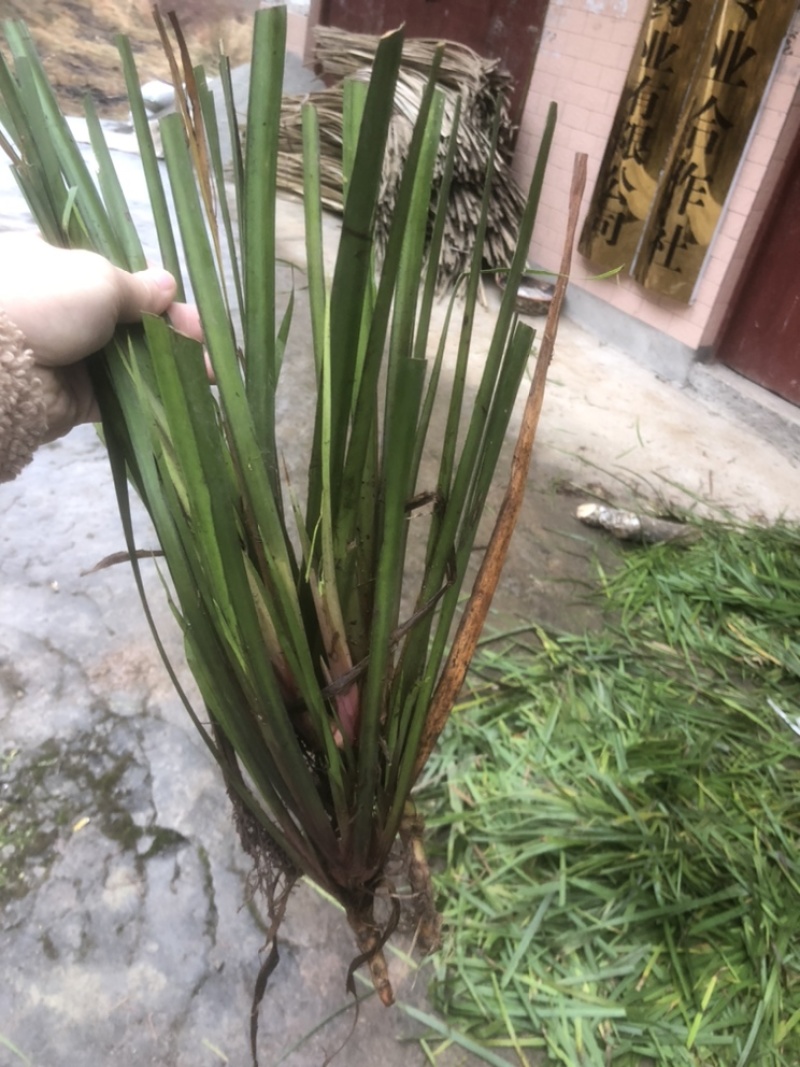 茴香型石菖蒲，种植技术门槛低，包技术指导