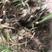 茴香型石菖蒲，种植技术门槛低，包技术指导