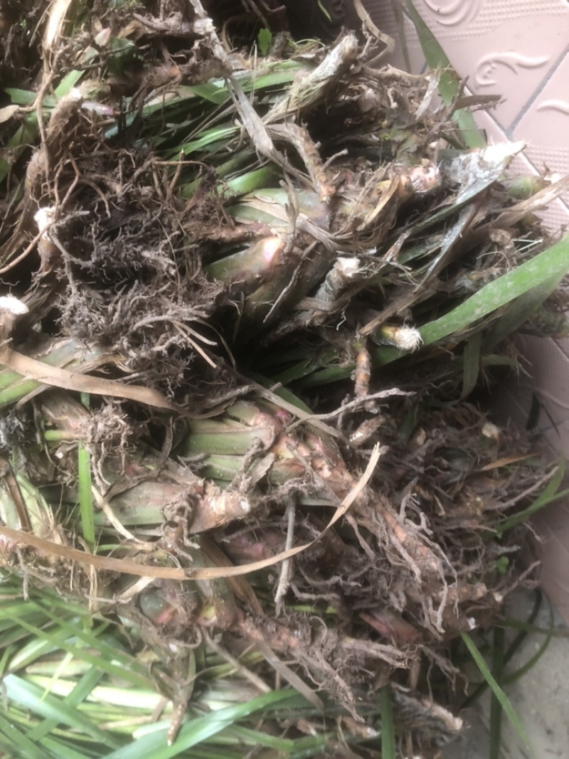 茴香型石菖蒲，种植技术门槛低，包技术指导