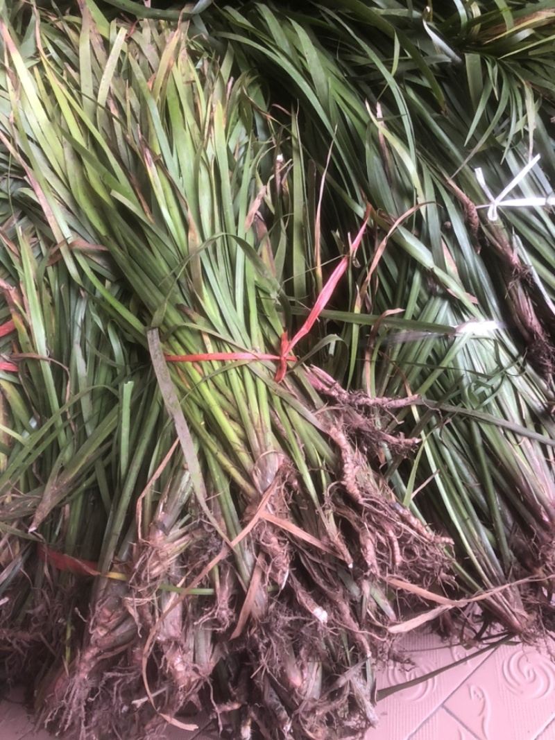 茴香型石菖蒲，种植技术门槛低，包技术指导