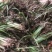茴香型石菖蒲，种植技术门槛低，包技术指导