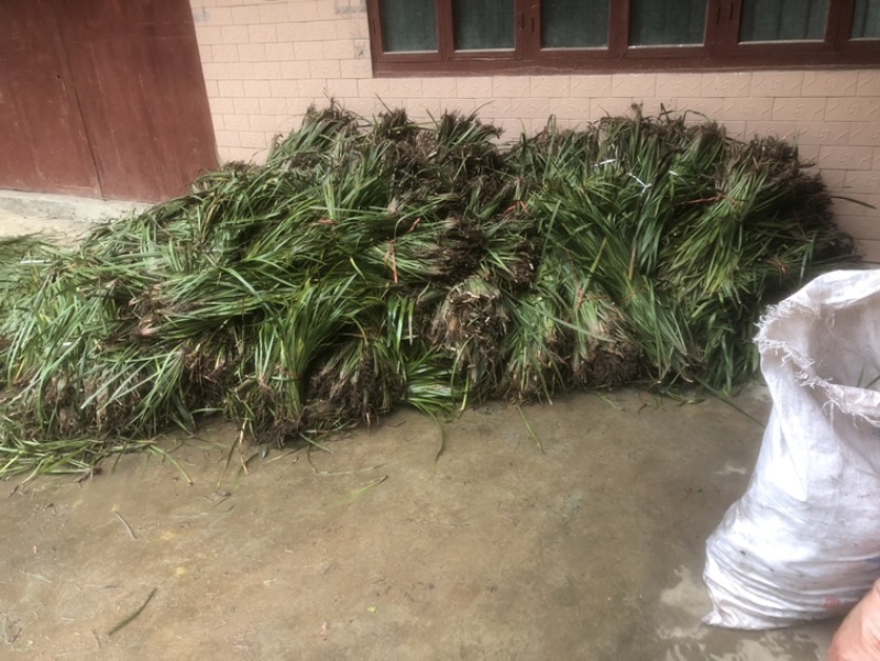 茴香型石菖蒲，种植技术门槛低，包技术指导
