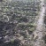 茴香型石菖蒲，种植技术门槛低，包技术指导