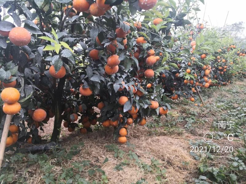 沃柑苗091沃柑苗无核沃柑苗【品种保证】