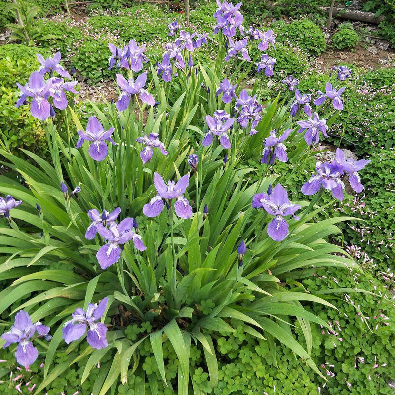 绿化地被草花植物黄花鸢尾苗紫花蝴蝶兰苗红花鸢尾花价格