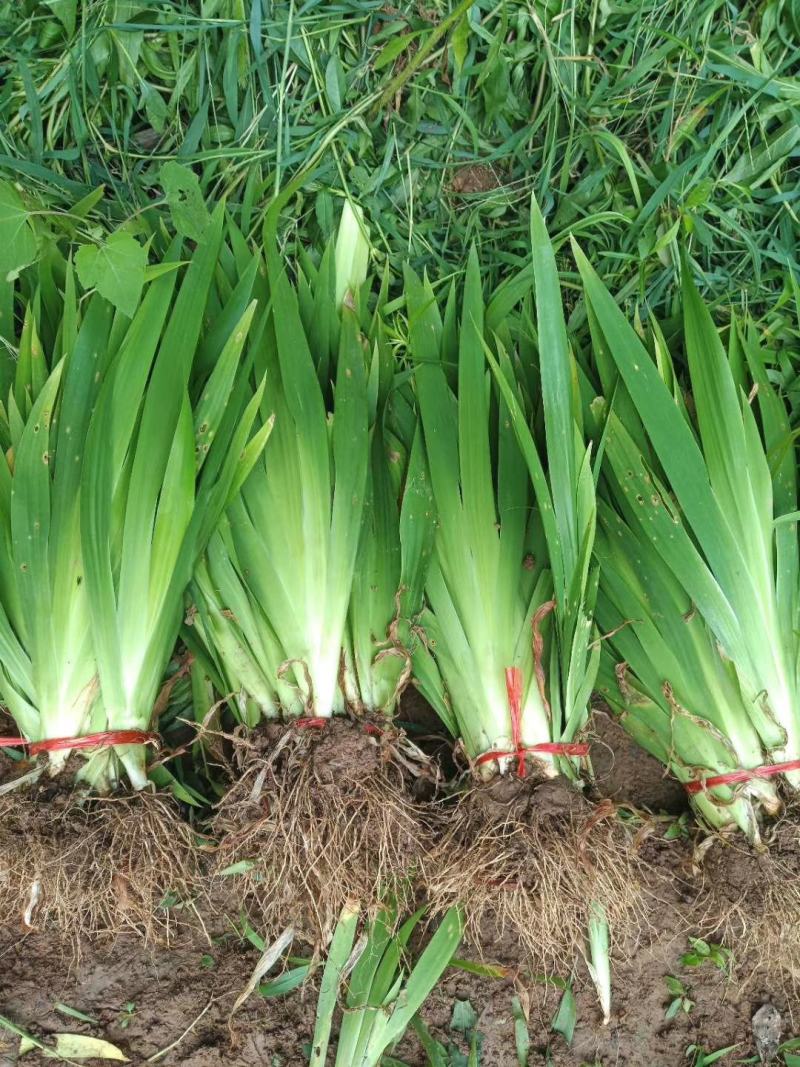 绿化地被草花植物黄花鸢尾苗紫花蝴蝶兰苗红花鸢尾花价格