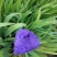 绿化地被草花植物黄花鸢尾苗紫花蝴蝶兰苗红花鸢尾花价格