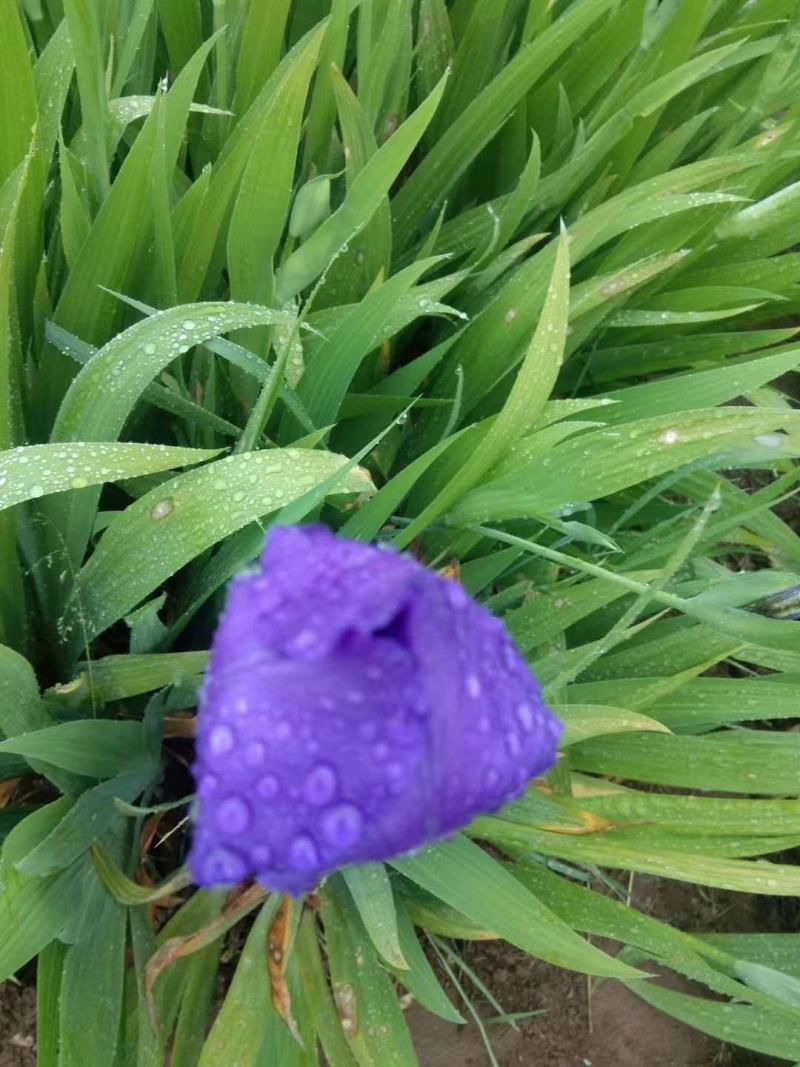 绿化地被草花植物黄花鸢尾苗紫花蝴蝶兰苗红花鸢尾花价格