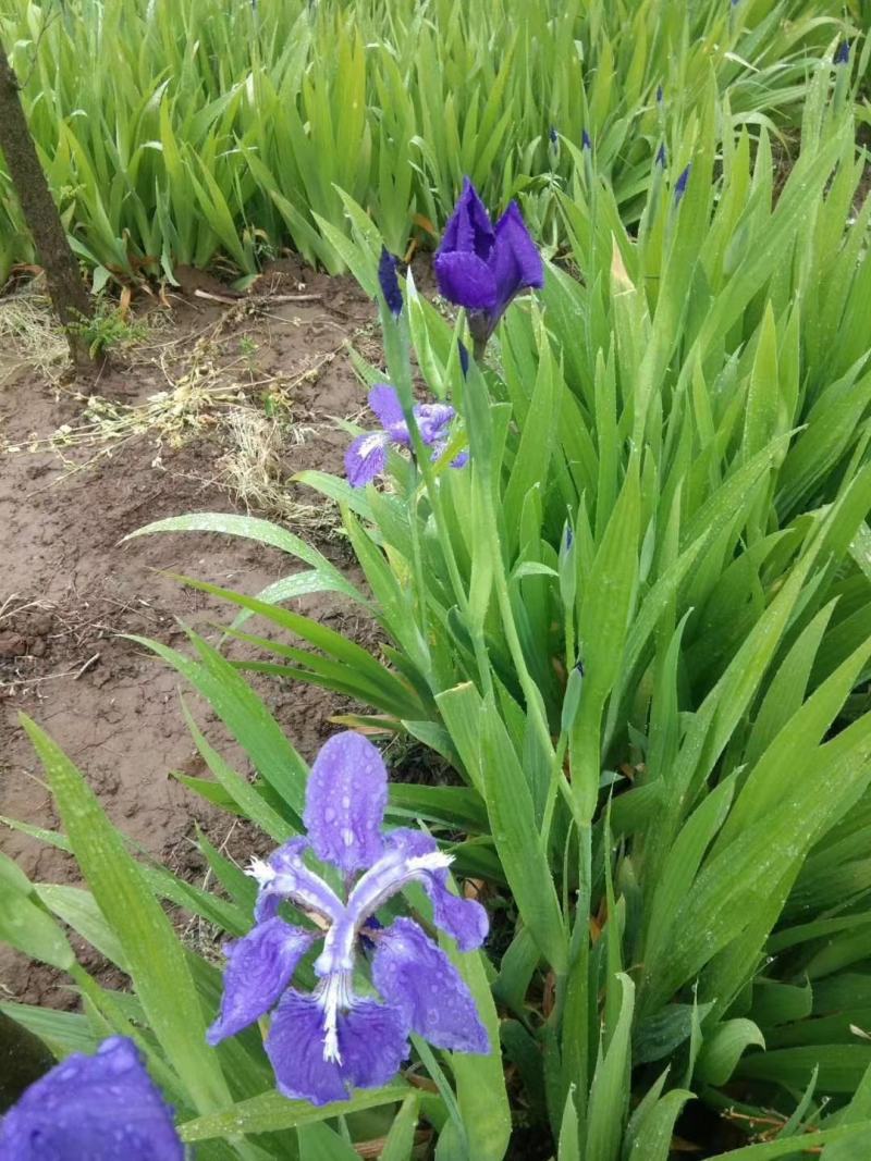 绿化地被草花植物黄花鸢尾苗紫花蝴蝶兰苗红花鸢尾花价格