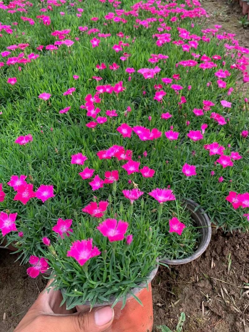 绿化地被草花植物黄花鸢尾苗紫花蝴蝶兰苗红花鸢尾花价格