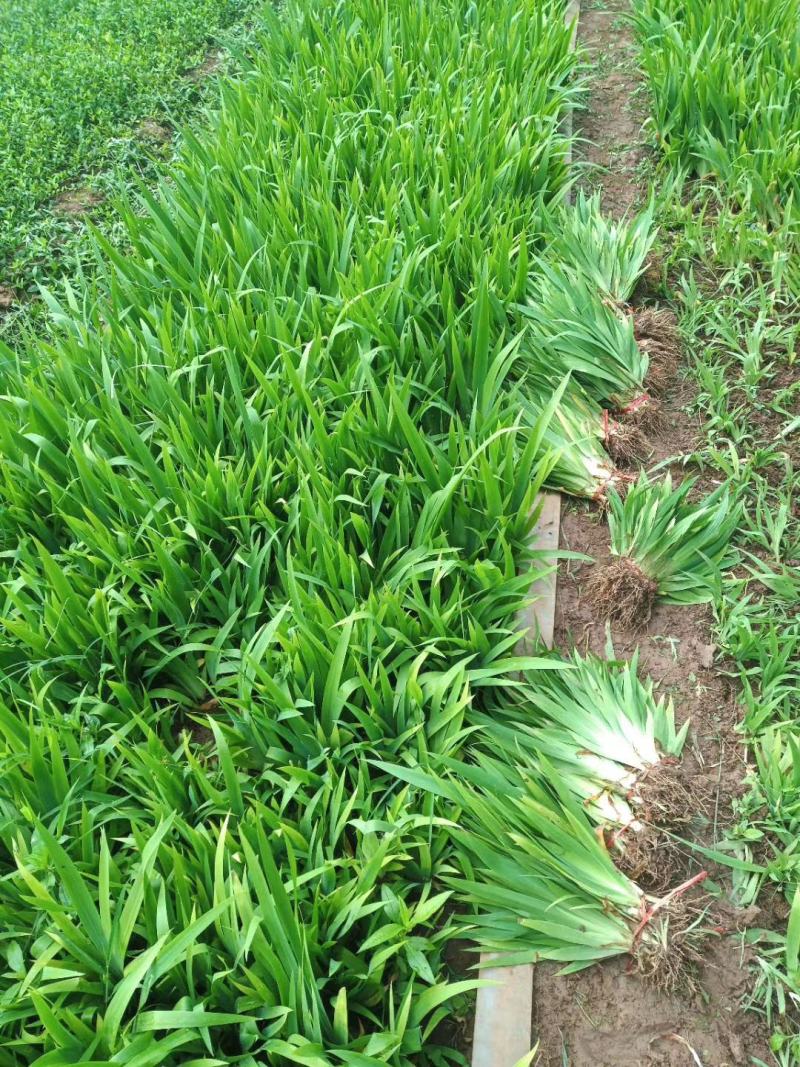 绿化地被草花植物黄花鸢尾苗紫花蝴蝶兰苗红花鸢尾花价格