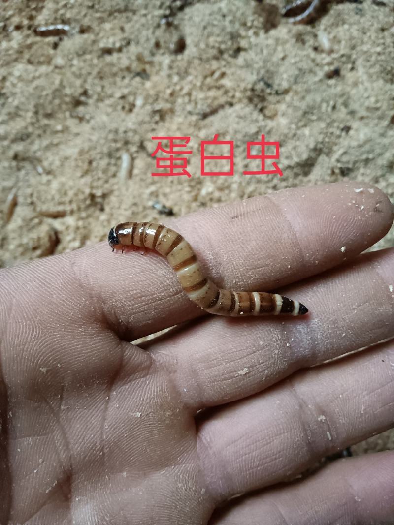 大麦虫卵，蛋白虫卵，就是小虫卵
