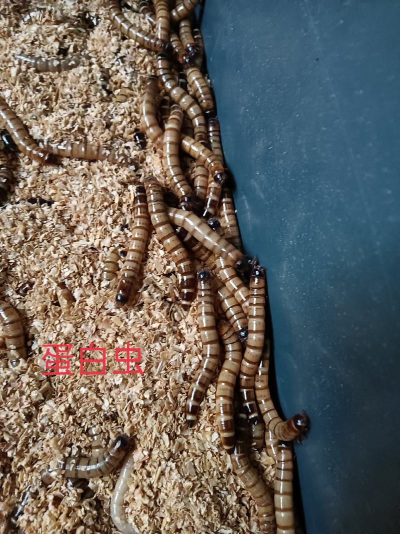 大麦虫卵，蛋白虫卵，就是小虫卵