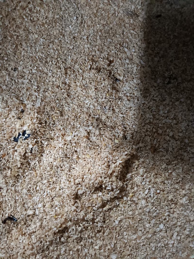 大麦虫卵，蛋白虫卵，就是小虫卵