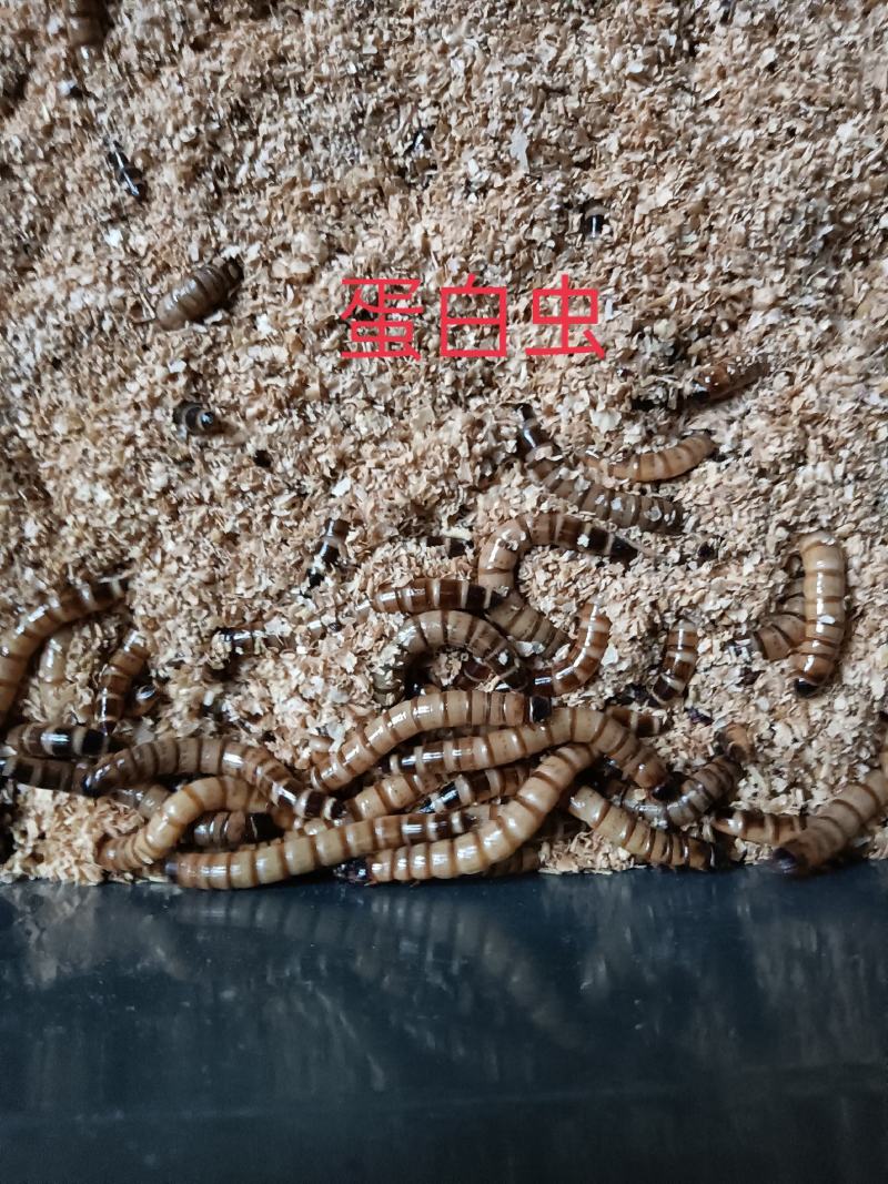 大麦虫卵，蛋白虫卵，就是小虫卵