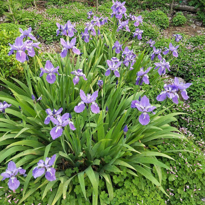 庭院绿化苗鸢尾苗蝴蝶兰苗蓝花鸢尾苗盆栽地栽花卉植物绿植兰