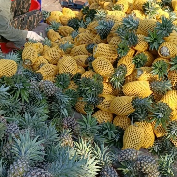海南精品凤梨大量上市，当季新鲜甜度高，现货充足，来电优惠