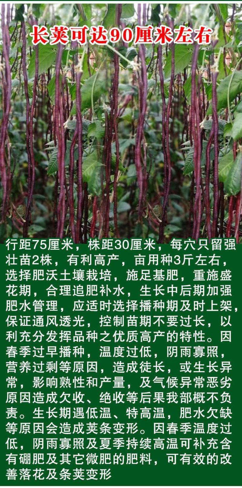 贛农春秋红皮90红豇豆种子