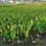 紫芋紫芋种植基地紫芋批发价浙江紫芋萧山佳颖园艺