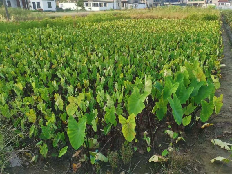 紫芋紫芋种植基地紫芋批发价浙江紫芋萧山佳颖园艺