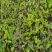 紫芋紫芋种植基地紫芋批发价浙江紫芋萧山佳颖园艺
