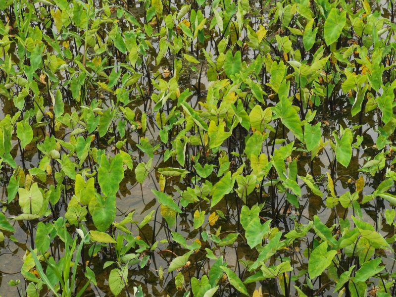 紫芋紫芋种植基地紫芋批发价浙江紫芋萧山佳颖园艺