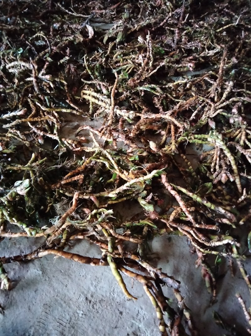 石菖蒲菖蒲全干去根须统货现货供应