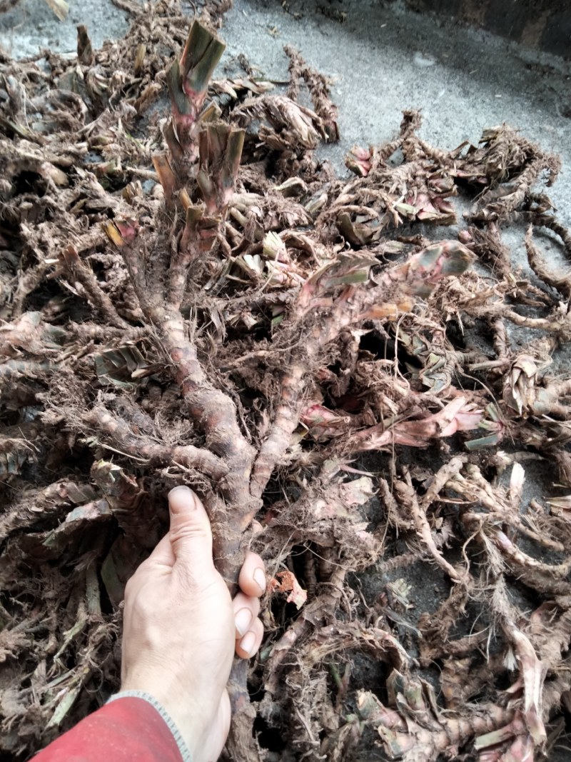 石菖蒲菖蒲全干去根须统货现货供应