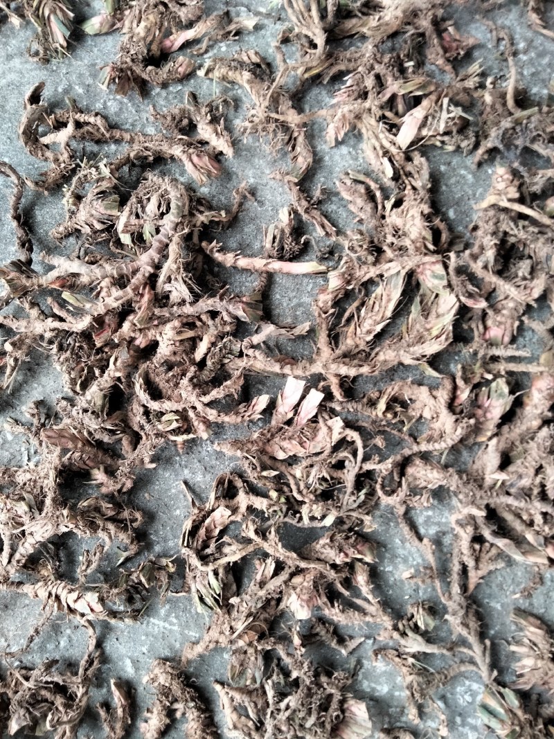 石菖蒲菖蒲全干去根须统货现货供应