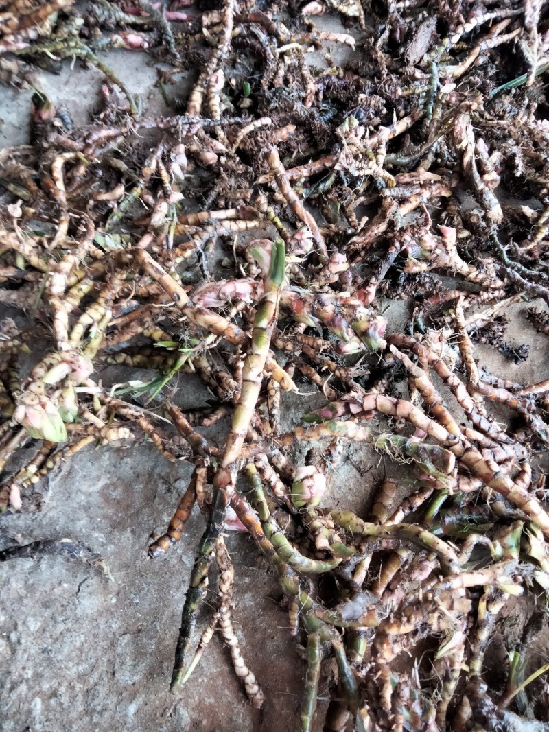 石菖蒲菖蒲全干去根须统货现货供应