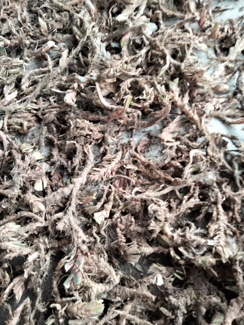石菖蒲菖蒲全干去根须统货现货供应