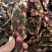 石菖蒲菖蒲全干去根须统货现货供应