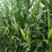 农科大8号玉米种子结实饱满抗倒伏高抗逆性活杆成熟