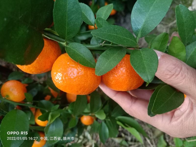 沙糖桔25万斤左右糖度0K果园直供，欢迎来电咨询