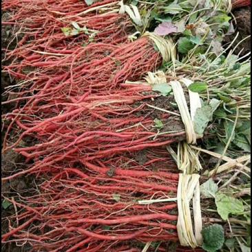 丹参苗纯山西品种，色红，产量高，全国供货欢迎来电咨询