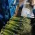 莒县蒜薹清库处理，精品蒜薹，白帽。红帽。赶集蒜薹