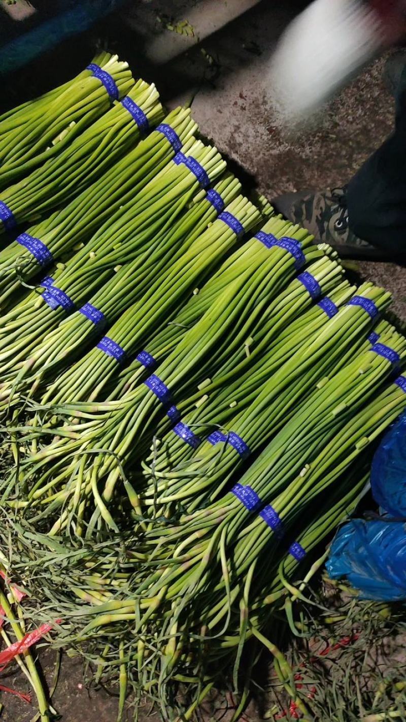 莒县蒜薹清库处理，精品蒜薹，白帽。红帽。赶集蒜薹