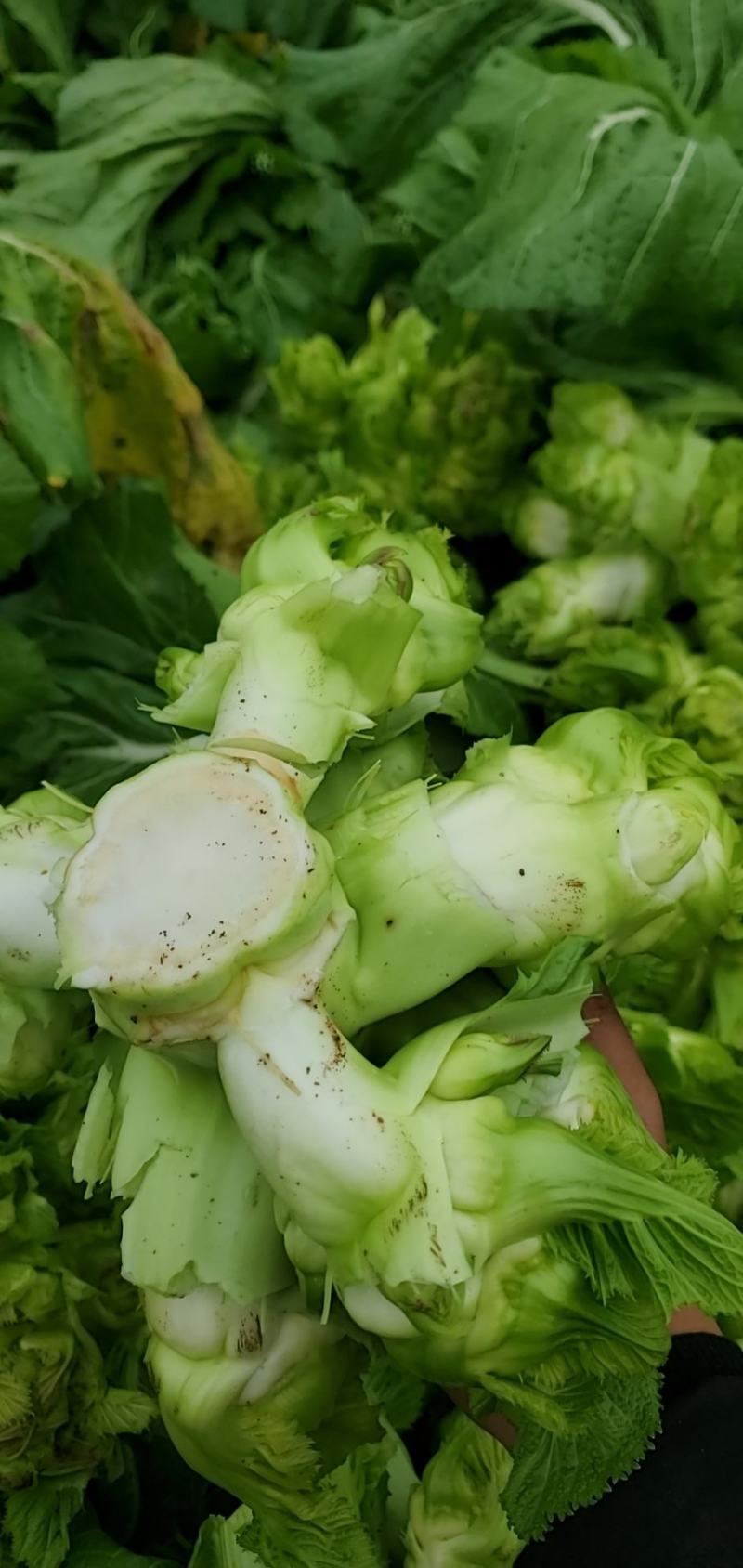 儿菜四川精品基地儿菜大心小心子儿菜毛货净货儿菜