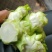 儿菜四川精品基地儿菜大心小心子儿菜毛货净货儿菜