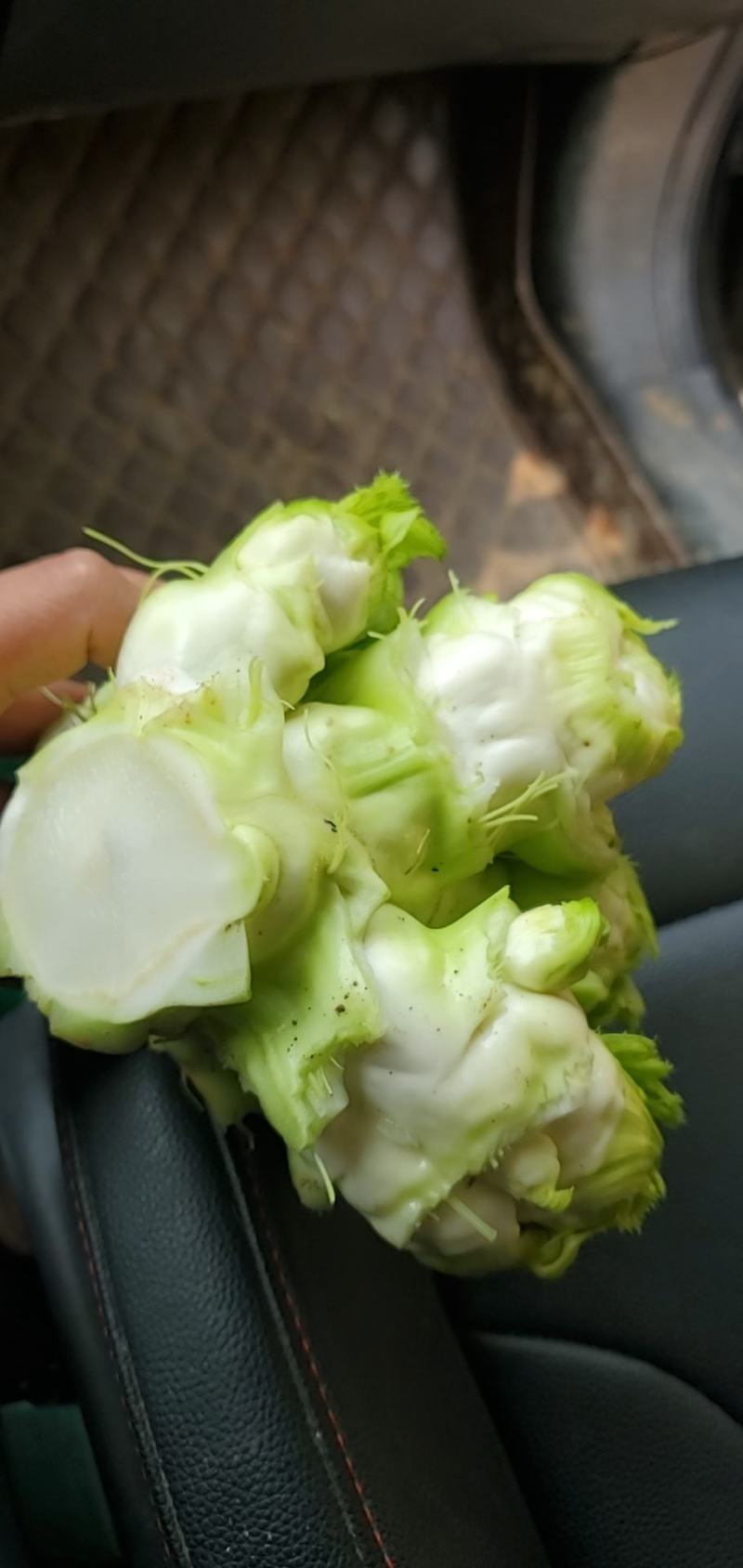 儿菜四川精品基地儿菜大心小心子儿菜毛货净货儿菜