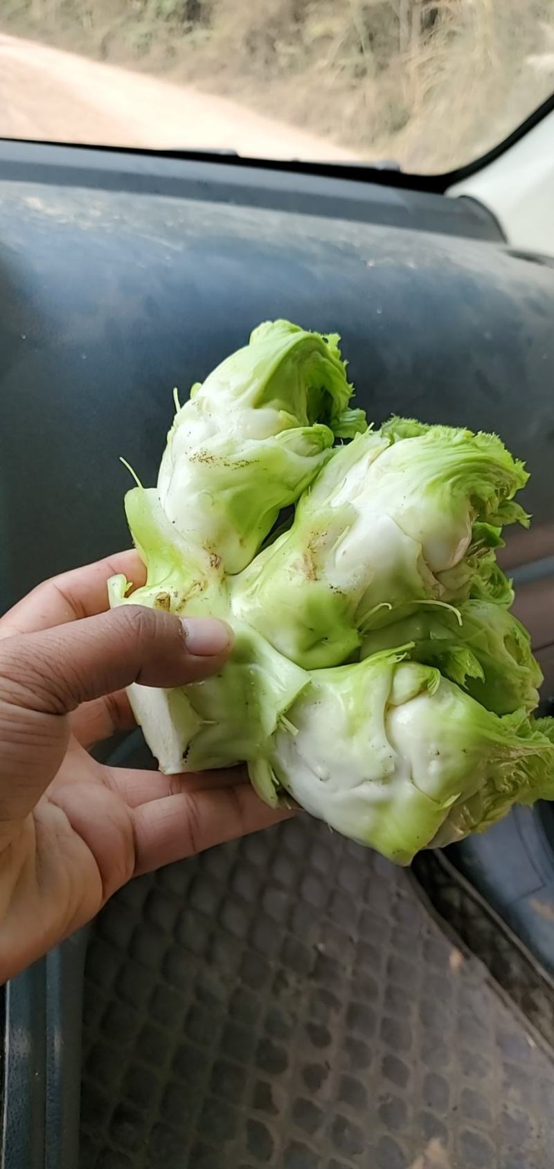 儿菜四川精品基地儿菜大心小心子儿菜毛货净货儿菜