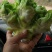 儿菜四川精品基地儿菜大心小心子儿菜毛货净货儿菜
